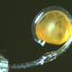 Image for article titled Tiny Robotic Tentacle Can Pick Up Ants Without Crushing Them